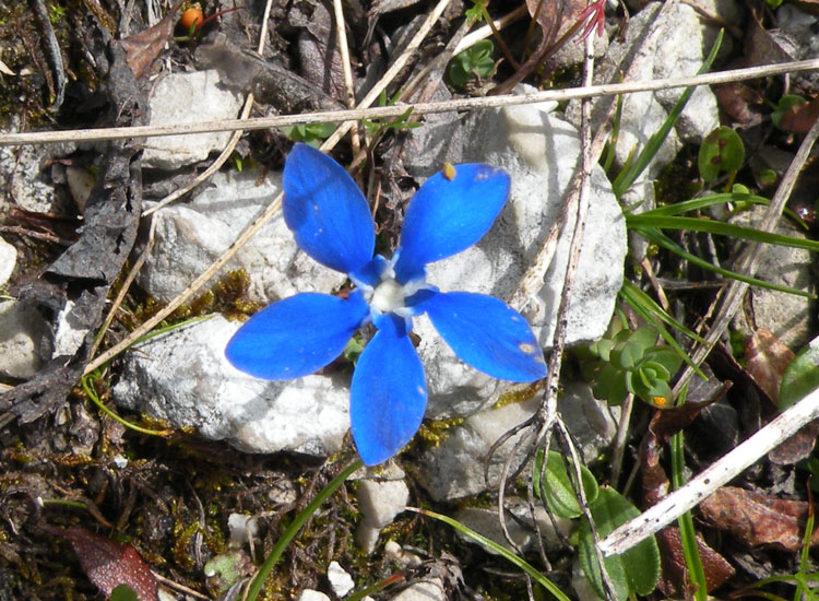 A zonzo sulle Dolomiti del Brenta 5